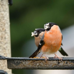 Untitled (12 Of 118).jpg